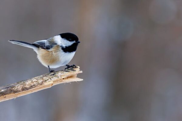Beginner Tips for Backyard Birdwatching: Your Starter Guide